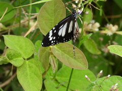 Danaus affinis affinis