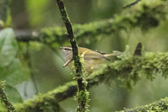 Phylloscopus maculipennis