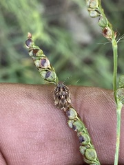 Sphyrocoris obliquus