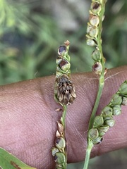 Sphyrocoris obliquus