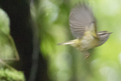 Phylloscopus maculipennis