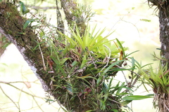 Epidendroideae