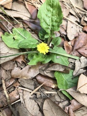 Youngia