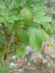 Carpinus betulus