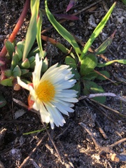 Lampranthus reptans