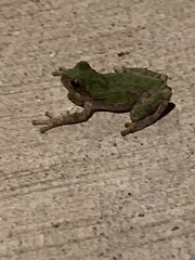 Hyla versicolor