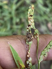 Sphyrocoris obliquus