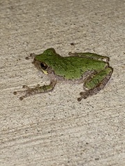 Hyla versicolor