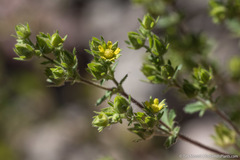 Potentilla biennis