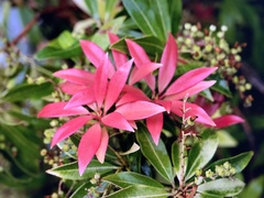 Pieris japonica