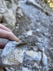 Lymantriinae