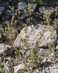 Potentilla biennis
