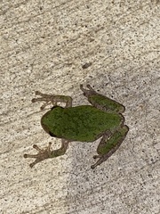 Hyla versicolor
