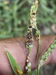 Sphyrocoris obliquus