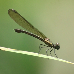 Heliocypha bisignata