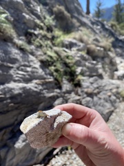 Lymantriinae