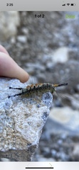 Lymantriinae