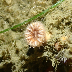 Paracyathus stearnsii