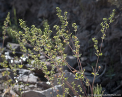 Potentilla biennis