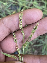 Sphyrocoris obliquus