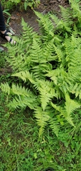 Athyrium