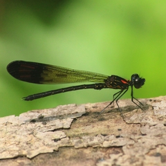 Heliocypha bisignata