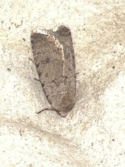 Caradrina clavipalpis