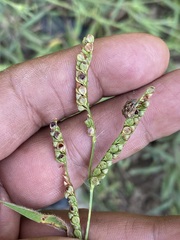 Sphyrocoris obliquus