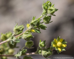 Potentilla biennis