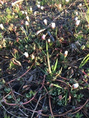 Lampranthus reptans