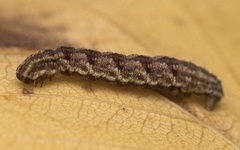 Gymnoscelis rufifasciata