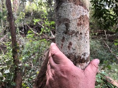 Macadamia integrifolia