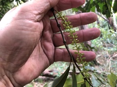 Macadamia integrifolia
