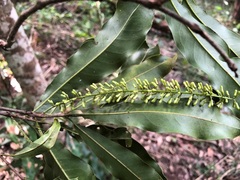 Macadamia integrifolia