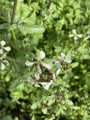 Sisymbrium officinale