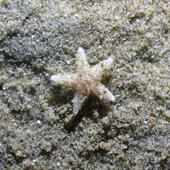 Astropecten