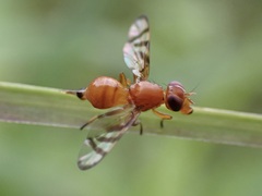 Tephritoidea