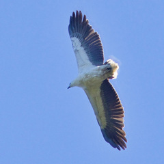 Haliaeetus leucogaster
