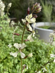 Sisymbrium officinale