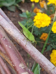 Phaneroptera falcata