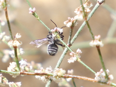Megachilidae