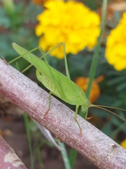 Phaneroptera falcata
