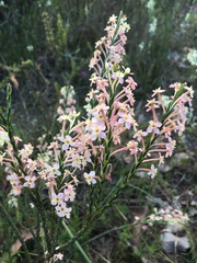 Struthiola