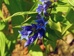 Gentiana asclepiadea