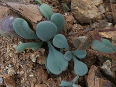 Saponaria cypria