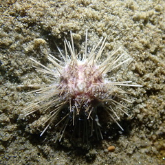 Lytechinus pictus image