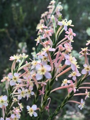 Struthiola