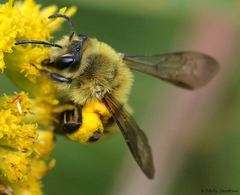 Andrena hirticincta