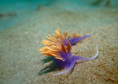 Flabellinopsis iodinea