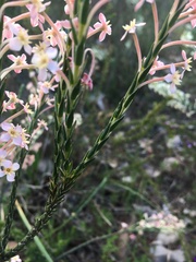 Struthiola